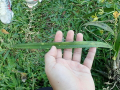 Encyclia patens