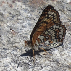 Chlosyne whitneyi