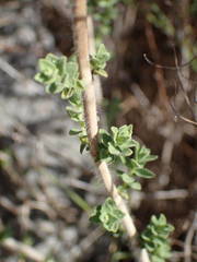 Origanum onites