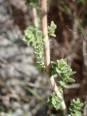 Origanum onites