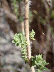 Origanum onites