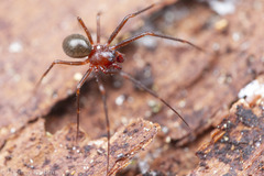 Bathyphantes alascensis