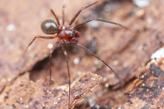 Bathyphantes alascensis