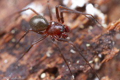 Bathyphantes alascensis