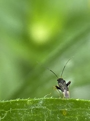 Halticini