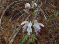 Monarda citriodora austromontana