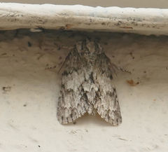 Acronicta rubricoma