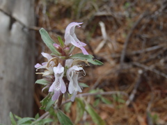 Monarda citriodora austromontana