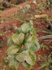 Ilex aculeolata