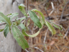 Monarda citriodora austromontana