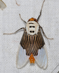Ischnognatha semiopalina