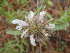 Monarda citriodora austromontana