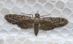 Eupithecia placidata