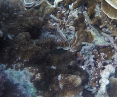 Canthigaster janthinoptera