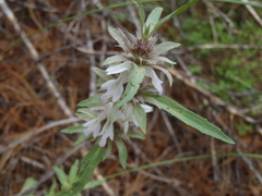 Monarda citriodora austromontana