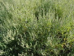 Atriplex dioica