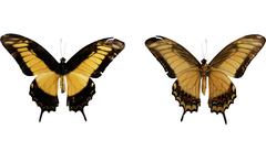 Heraclides androgeus epidaurus