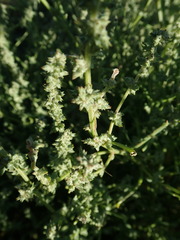 Atriplex dioica