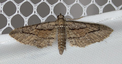 Eupithecia placidata