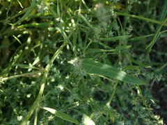 Atriplex dioica
