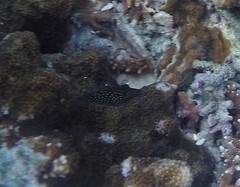 Canthigaster janthinoptera