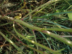 Atriplex dioica