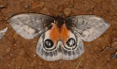 Automeris niepelti