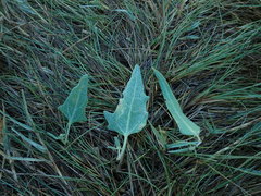 Atriplex dioica