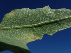 Atriplex dioica