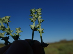Atriplex dioica
