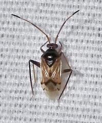 Eustictus