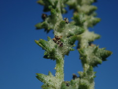 Atriplex dioica