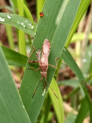 Burtinus notatipennis
