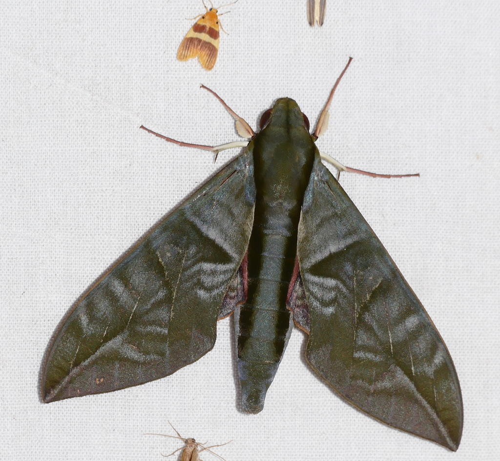 Eumorpha phorbas