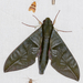 Eumorpha phorbas - Photo (c) Bernard DUPONT,  זכויות יוצרים חלקיות (CC BY-SA)