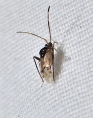 Eustictus