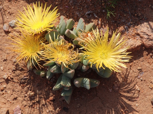 Cheiridopsis excavata