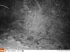 Spilogale angustifrons