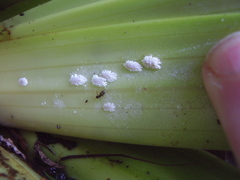 Laminicoccus asteliae