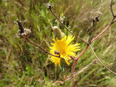 Sonchus arvensis arvensis