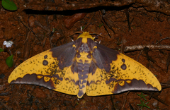 Eacles imperialis cacicus