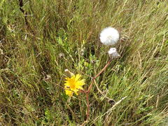 Sonchus arvensis arvensis