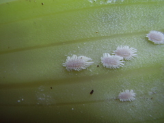 Laminicoccus asteliae