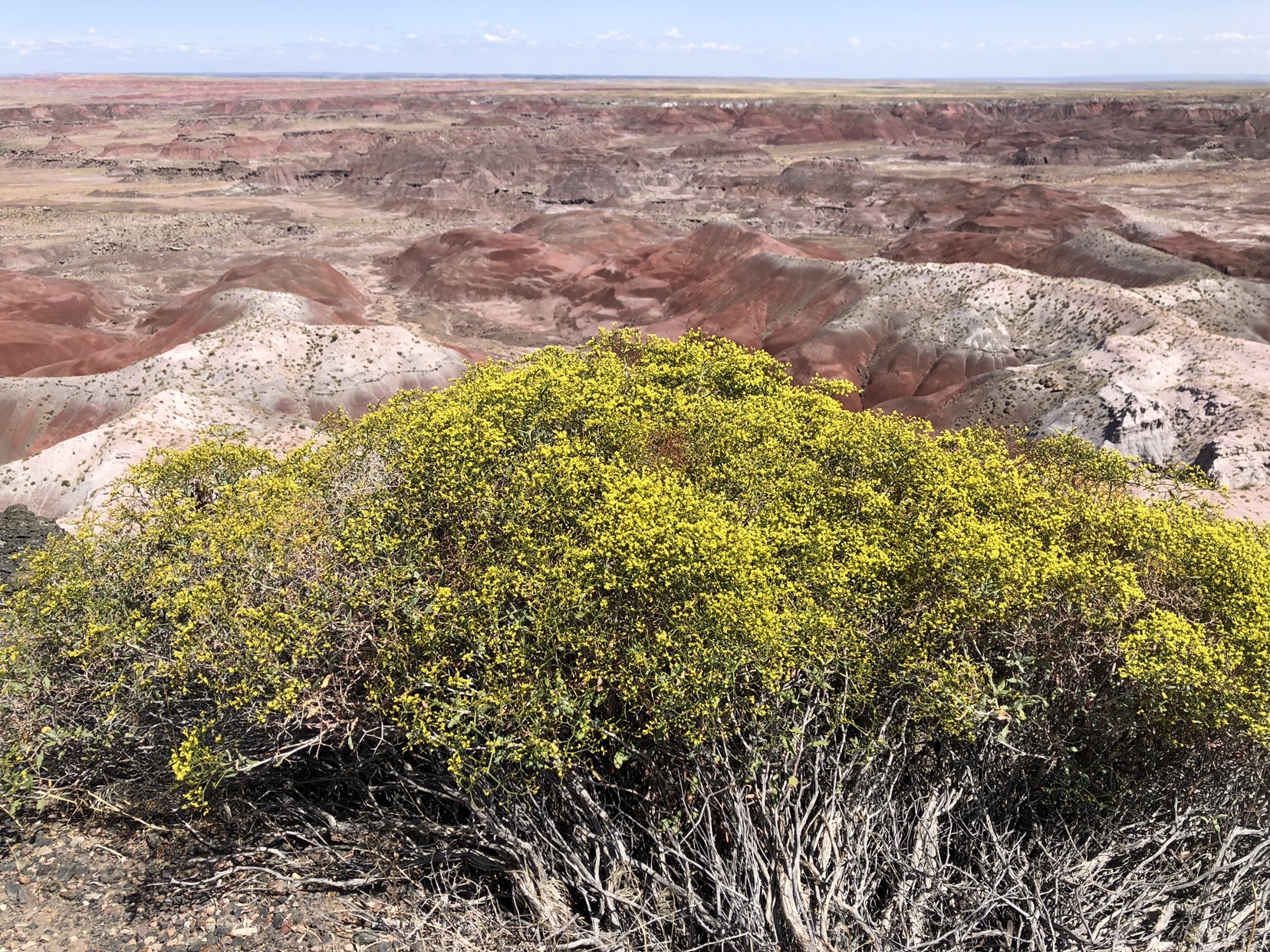 Eriogonum corymbosum var. aureum