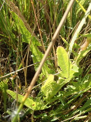 Sonchus arvensis arvensis