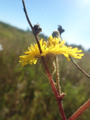 Sonchus arvensis arvensis