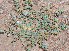 Euphorbia ocellata ocellata