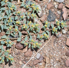 Euphorbia ocellata ocellata