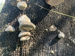 Fomes fomentarius