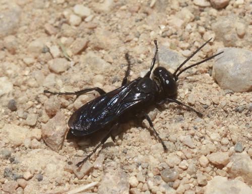 Crabronidae
